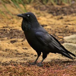 Image for Australian Raven